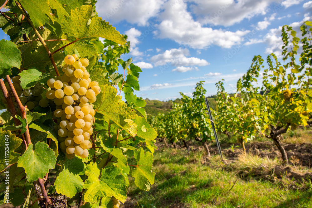 investir Groupement Foncier Viticole Champagne des CÔTEAUX DE BOURSAULT