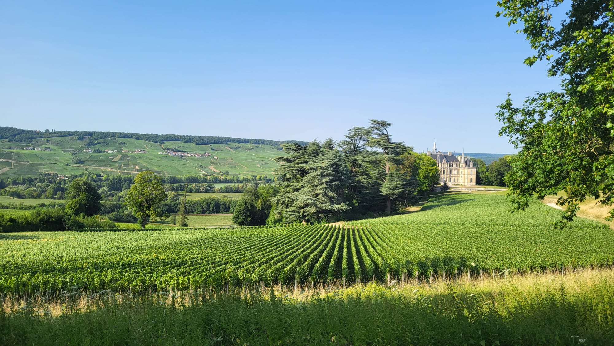 investir Groupement Foncier Viticole Champagne des CÔTEAUX DE BOURSAULT